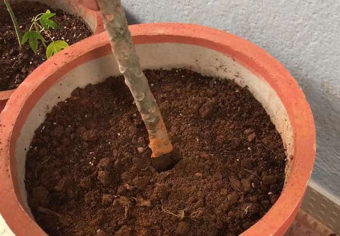 PLUMERIA PROPAGATION FROM CUTTING