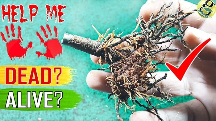 HOW TO SAVE A DYING PLANT
