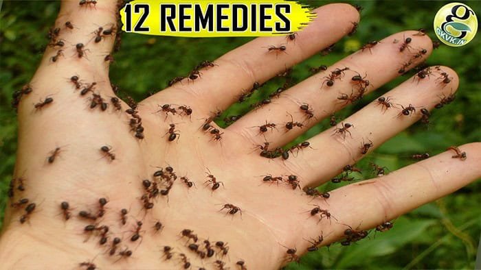 How to get rid of Ants at Home and Garden