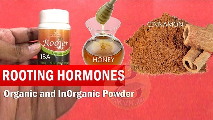 Rooting Hormone for plants