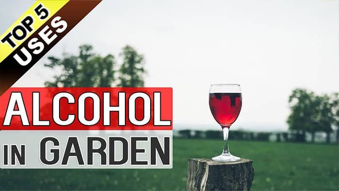 alcohol for plants