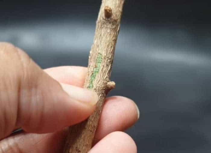 revive a dead plant