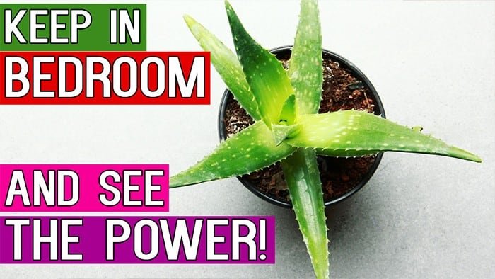 Best Bedroom Indoor Plants