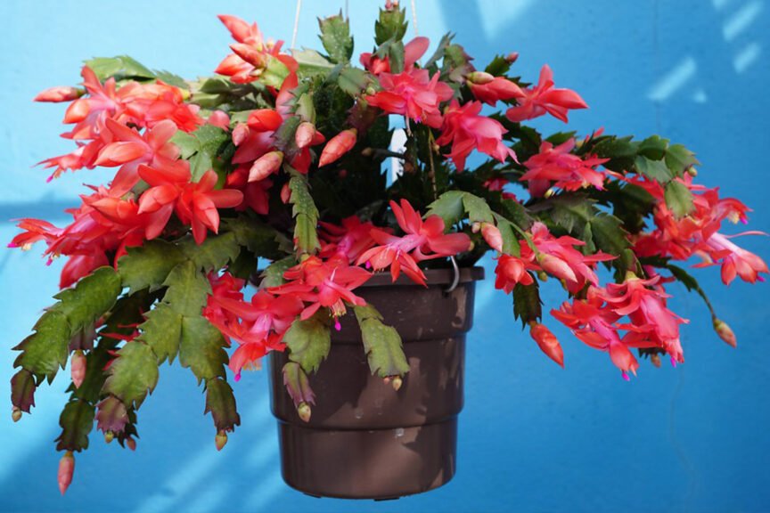 Christmas Cactus is oxygen producing plant for bed room