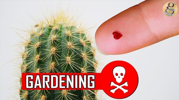 Gardening Safety Tips, Precautions and Dangers