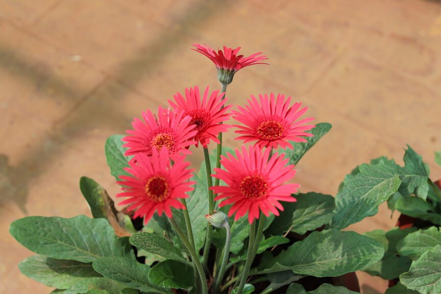 Gerbera Daisy Produces oxygen at night
