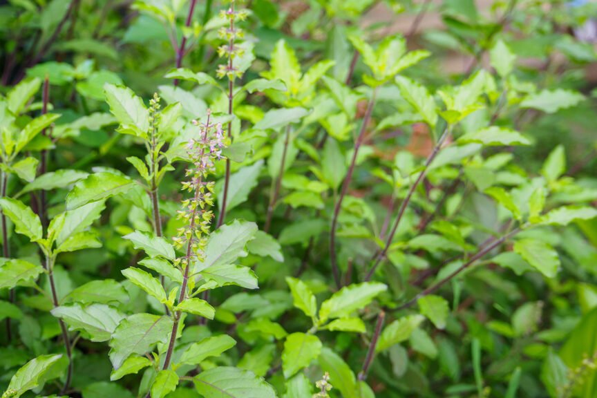 holy basil sacred Tulsi Plant