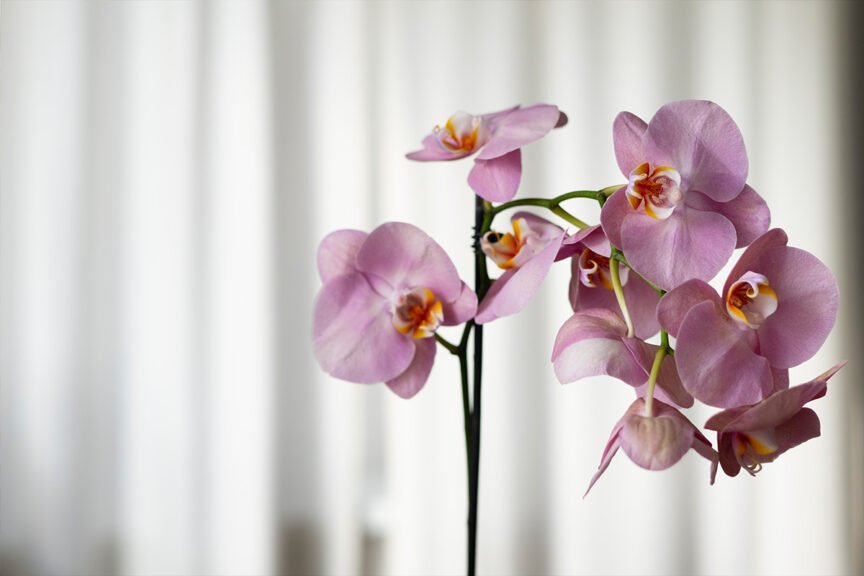 orchids plant