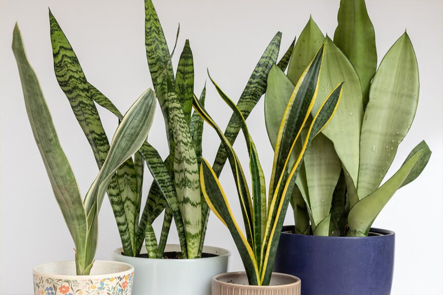 Sanseviera snake plants indoor air-purifying plants
