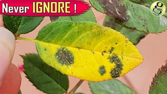 Black Spot Rose Disease