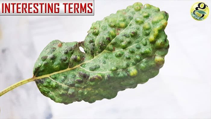 Gardening Terms You Must know