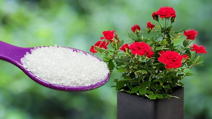 Strategies to Increase Flowering in Plants