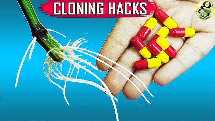 cloning plants in water