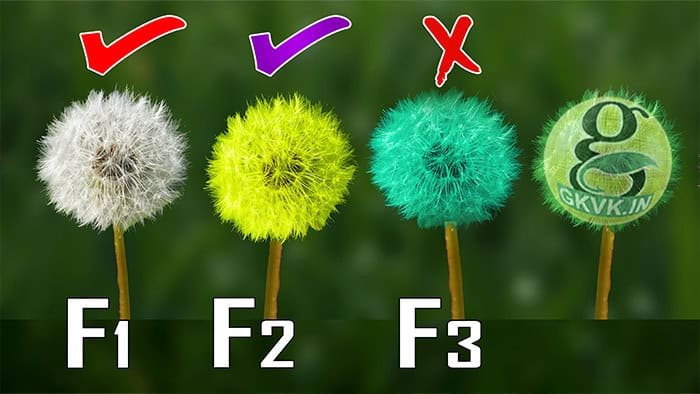 F1 F2 F3 HYBRID SEEDS