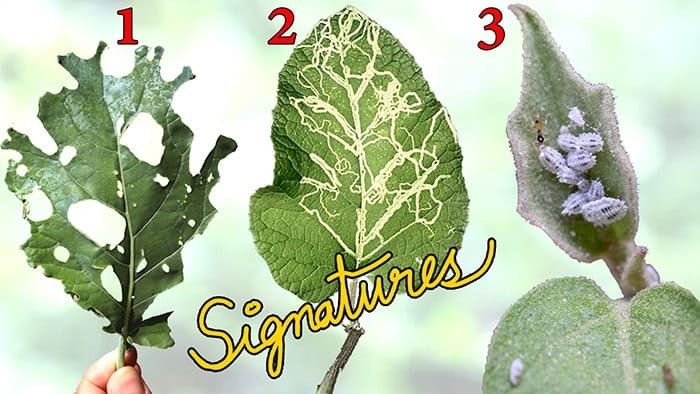 Common Pests in Garden