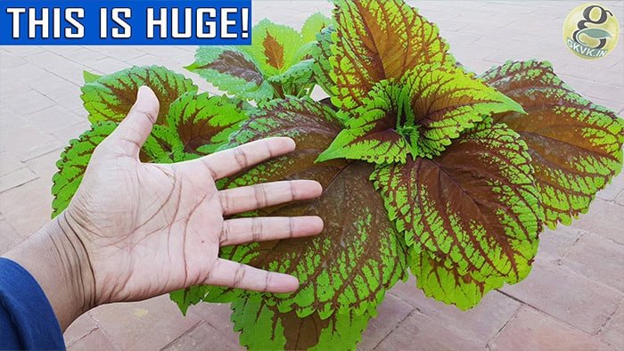 Coleus Care tips and Propagation