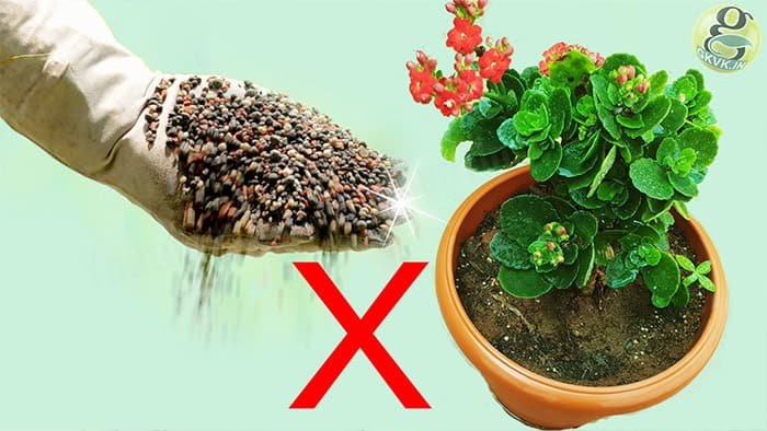 Dangers of Chemical Fertilizers