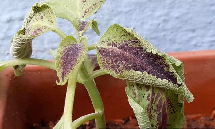 Leaf Curl treatment with epsom salt