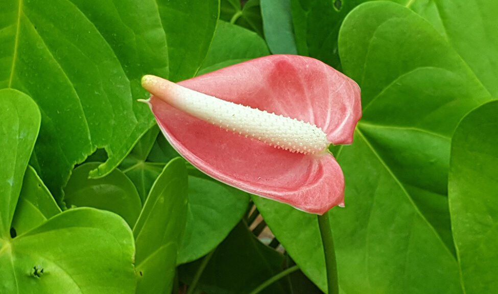 Anthurium Plant