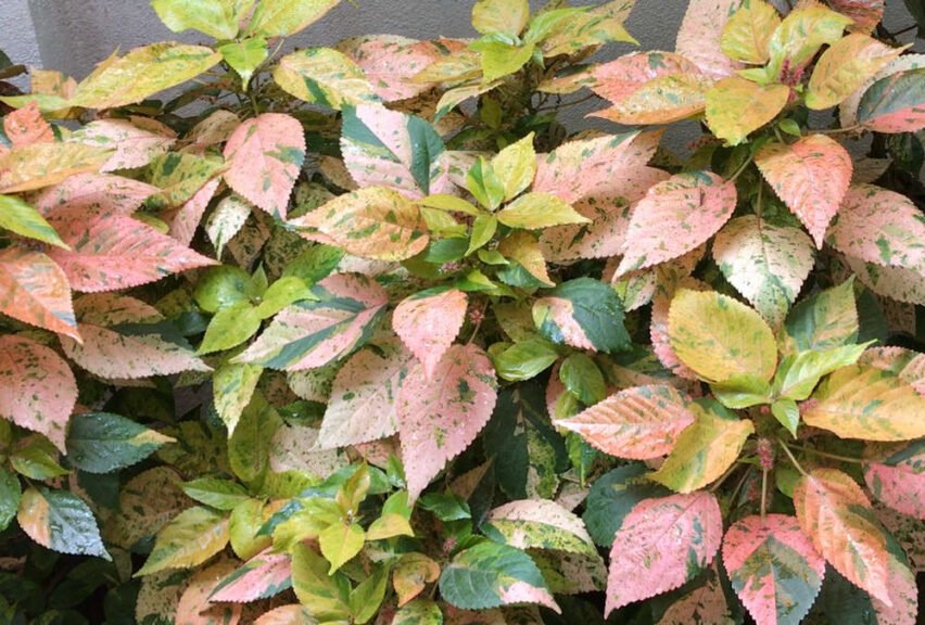 Copperleaf plant