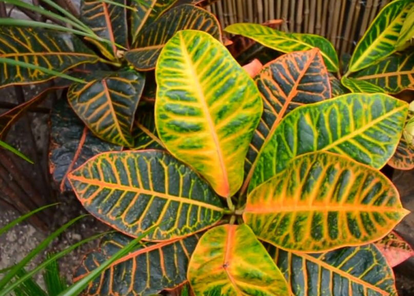 Crotons Plant
