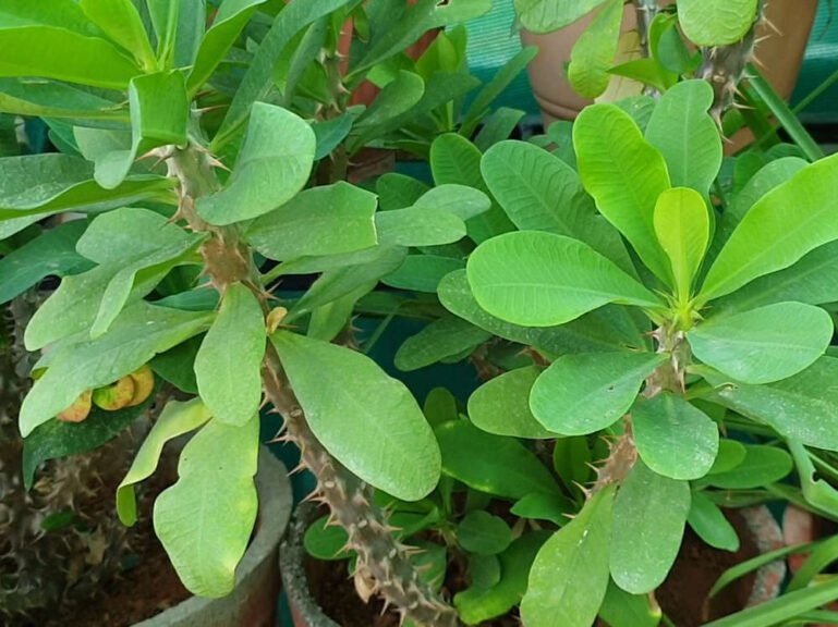 Euphorbia milii christ of thorns plant