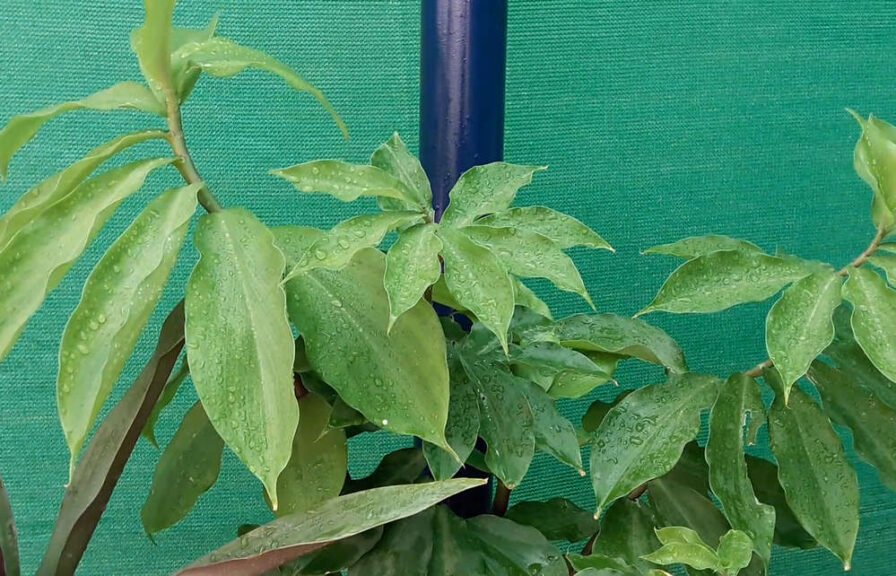 Insulin Plant