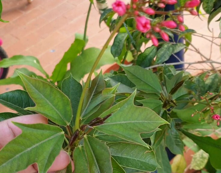 Jatropha Plant