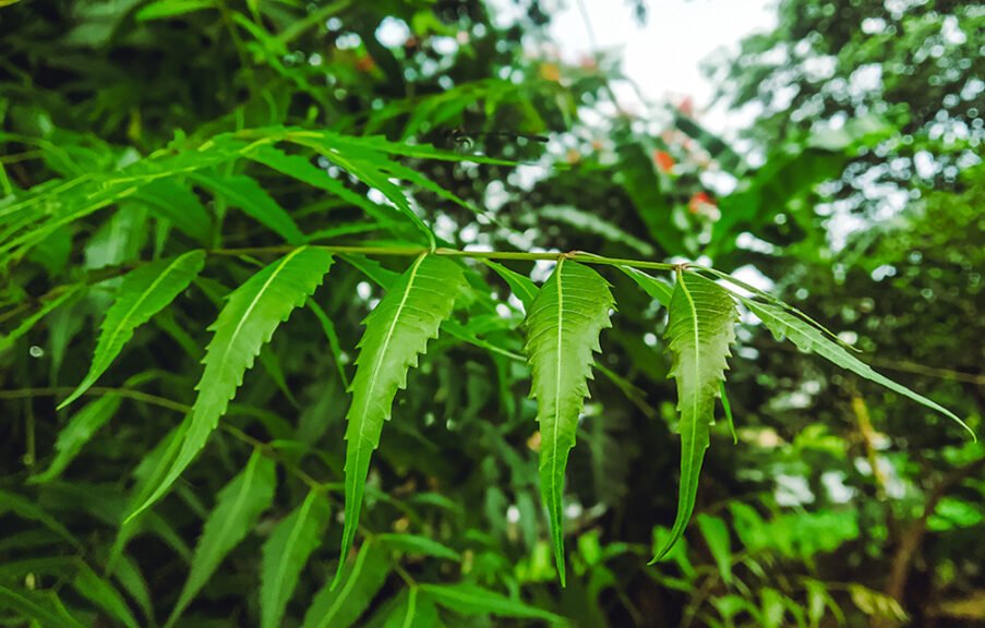 Neem Tree identification