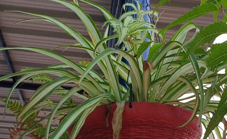 Spider Plant with its Baby