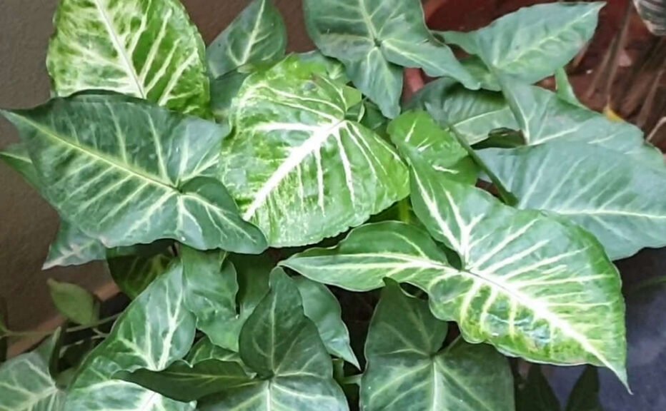 Syngonium Arrow Heads