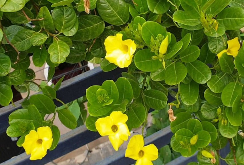 alamanda vine flowering