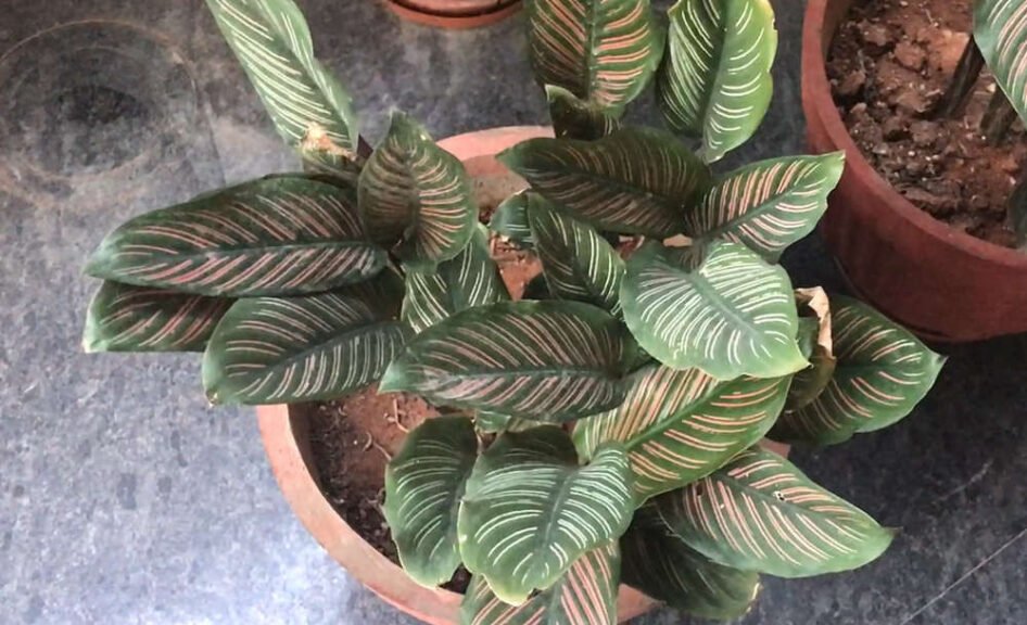 calathea zebrina