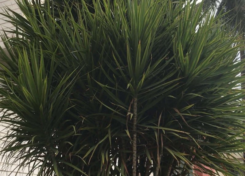 dragon tree dracena marginata