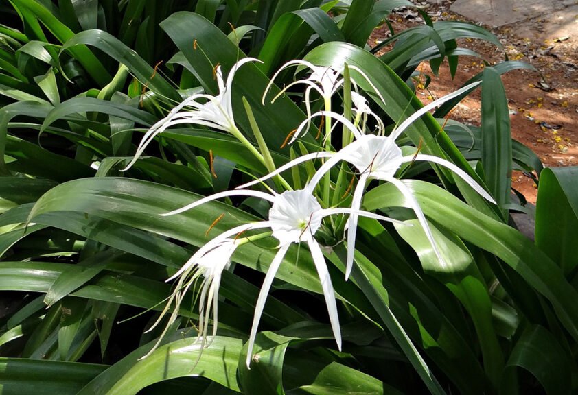 Spider Lily Plant
