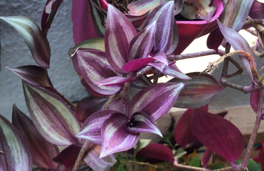 wandering jew plant