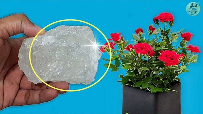 Rose Plant Care Tips | How to grow Roses