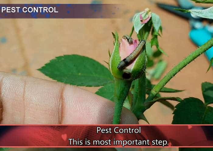 rose pest control