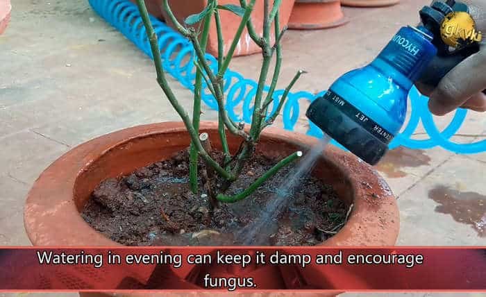 watering rose plant