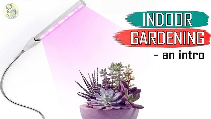 An Introduction To INDOOR GARDENING & Indoor Plants