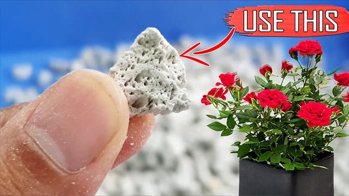 best potting mix for indoor plants