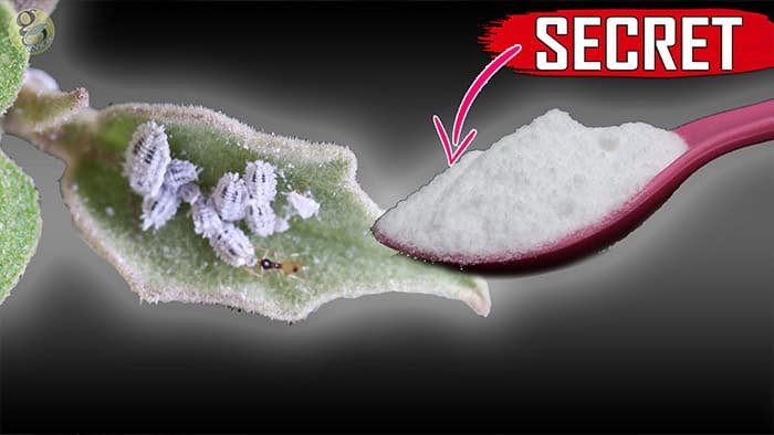 BAKING SODA HACK - The Most Powerful Organic Pesticide Formula