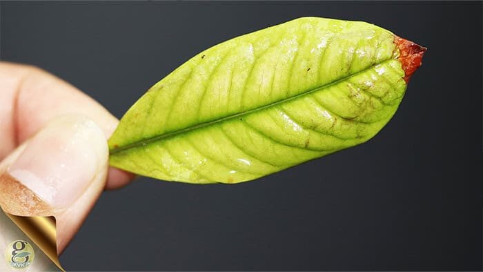 Leaf Yellowing Patterns in Plant Nutrient Deficiency