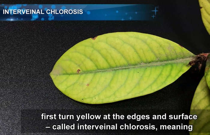 chlorosis in magnesium deficiency