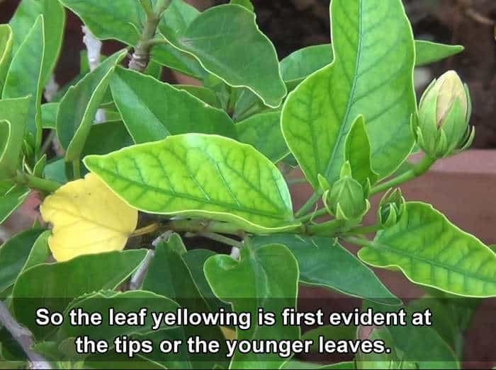 iron deficiency in plants leaf pattern