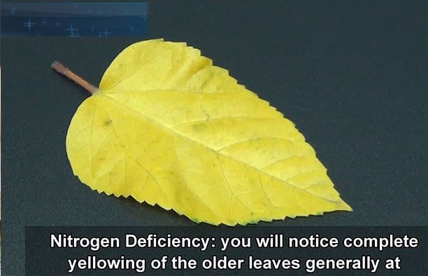 leaf pattern in nitrogen deficiency