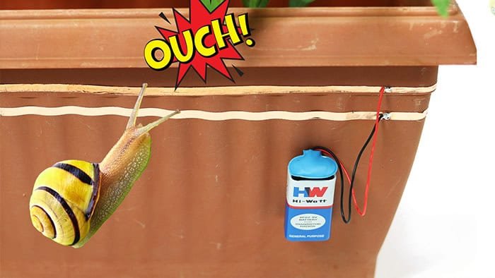 CONTROL SLUGS AND SNAILS IN GARDEN