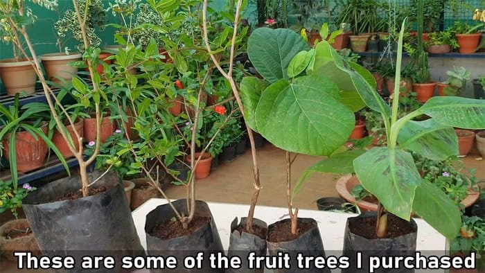 Growing Fruit Trees in Containers