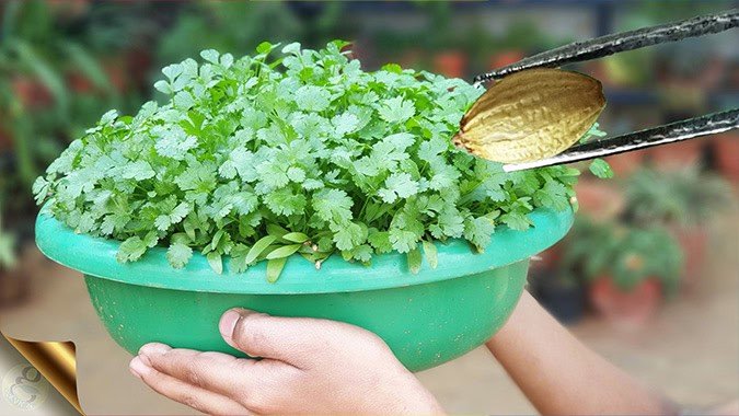 How To Grow Cilantro Coriander Seeds