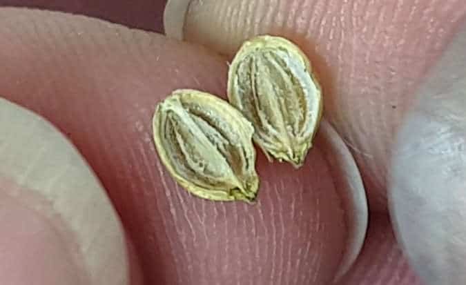 coriander seeds split - macro shot